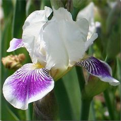 SUNNY DAYS AND SUNDAES